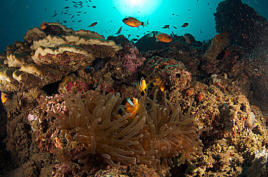 一对,海葵,触角,珊瑚礁,安汶,印度尼西亚