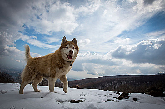 哈士奇犬,玩雪,山