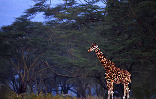 照片,长颈鹿,非洲