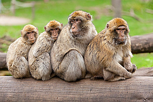 巴巴利猕猴,叟猴,坐,顺序排列,树干,动物园,泻湖,梅克伦堡前波莫瑞州,德国,欧洲