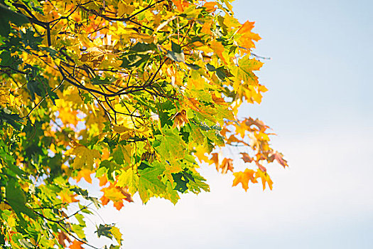 秋天,背景,枫树,枝条,天空,浅,景深