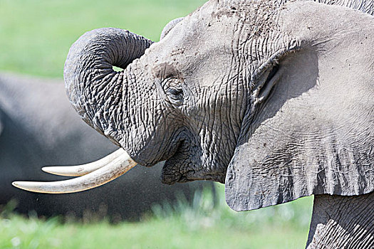 非洲,灌木,大象,非洲象,安伯塞利国家公园,肯尼亚