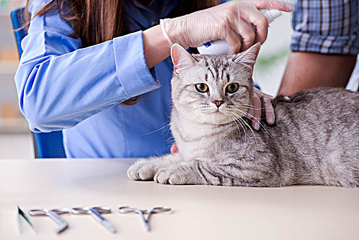 猫,检查,兽医,诊所