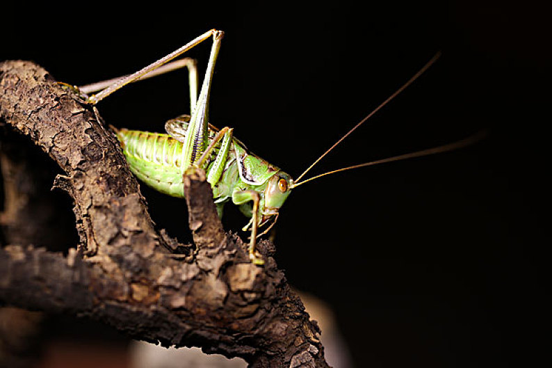 蟋蟀图片_蟋蟀高清图片_全景视觉