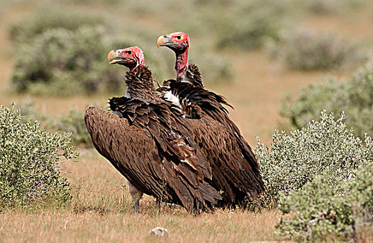 秃鹰,两个,成年人,繁殖,纳米比亚,非洲
