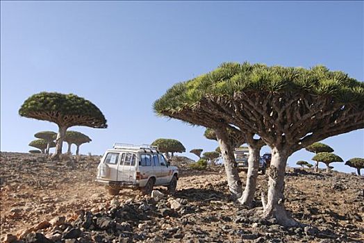 也门,索科特拉岛,四驱车,汽车