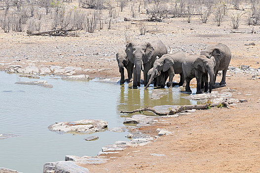 非洲,灌木,大象,非洲象,喝,水坑,埃托沙国家公园,靠近,区域,纳米比亚
