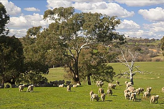 羊群,靠近,新南威尔士,澳大利亚