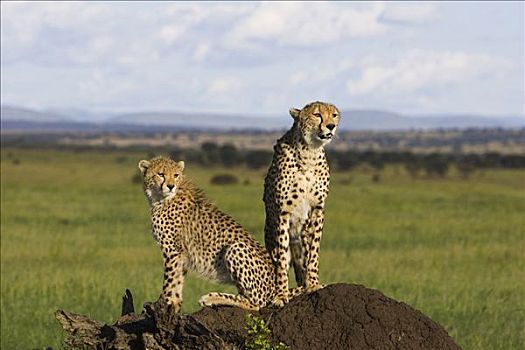 印度豹,猎豹,母兽,6个月大,幼兽,马赛马拉国家保护区,肯尼亚