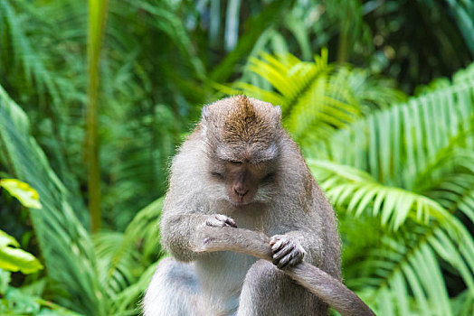 短尾猿,猴子,树林,巴厘岛,印度尼西亚