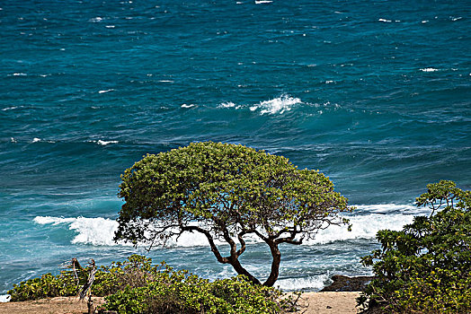 海边的一棵菩提树
