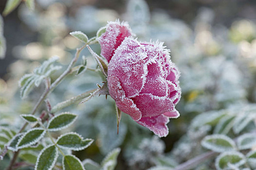 冰冻,玫瑰,花,粉色