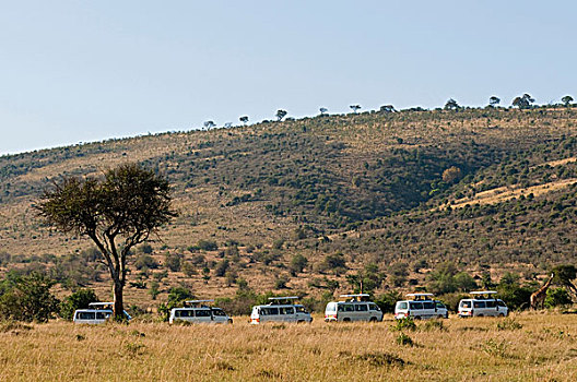 旅游,旅行队,看,长颈鹿,马赛马拉国家保护区,肯尼亚