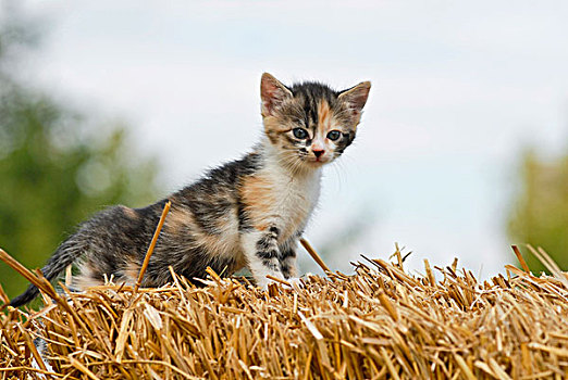 家猫,小猫,大捆,稻草