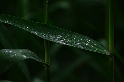 芦苇细雨润无声