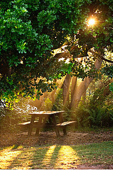 野餐桌,阳光