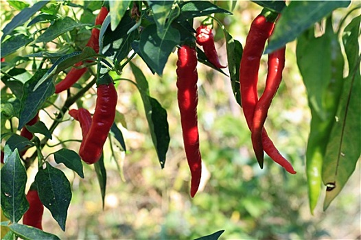 红辣椒,植物