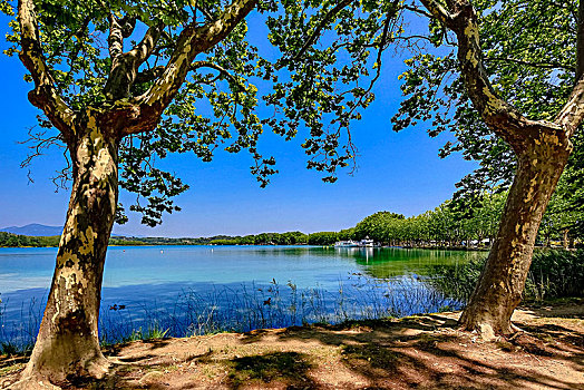 湖,巴尼奥拉斯,风景,两个,悬铃木,照片,加泰罗尼亚,西班牙