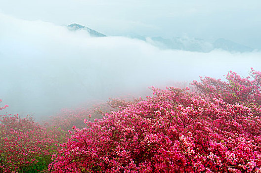 麻城杜鹃花