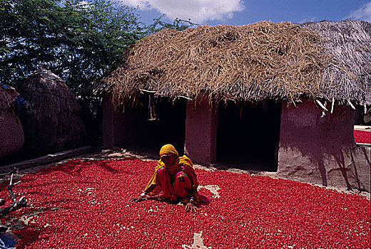 女人,种族,红辣椒,正面,泥,房子,区域,巴基斯坦