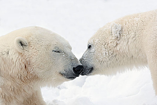 两个,北极熊,接触,鼻子,吻,丘吉尔市,曼尼托巴,加拿大