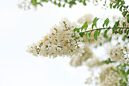 清新的一枝白花