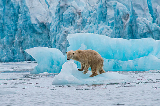 北极熊,浮冰,正面,冰河,斯瓦尔巴特群岛,北极,挪威,欧洲