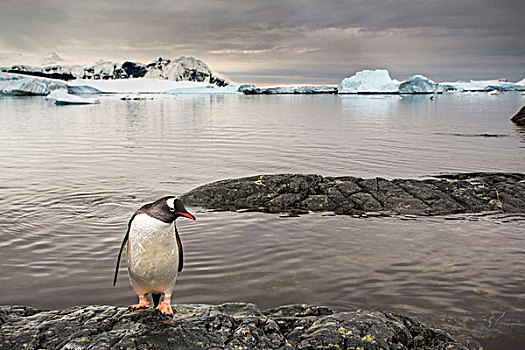 南极,岛屿,巴布亚企鹅,站立,岩石,海岸线,远眺