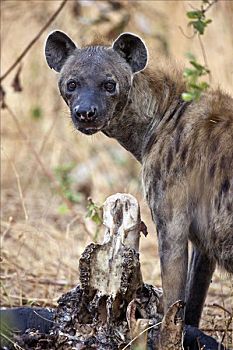 坦桑尼亚,国家公园,斑鬣狗,水牛,畜体