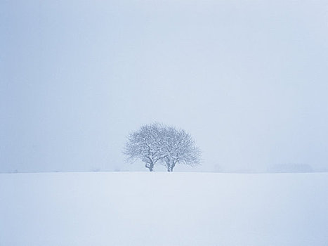 相似,树,雪原