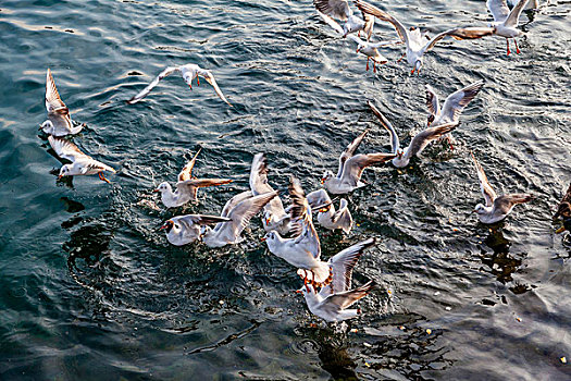 瑞士琉森湖天鹅