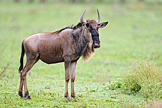 蓝角马,角马,塞伦盖蒂国家公园,坦桑尼亚