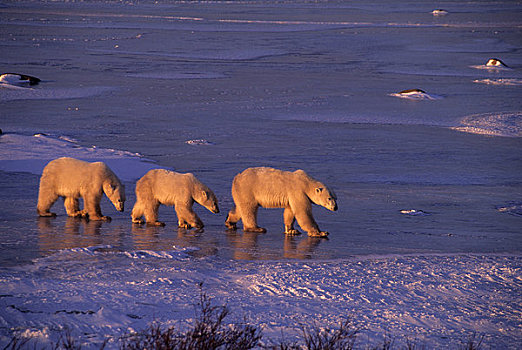 加拿大,曼尼托巴,北极熊,两岁