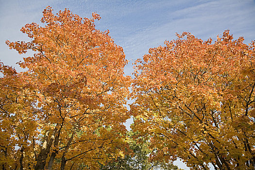 秋天,西部,灰色,温哥华,不列颠哥伦比亚省,加拿大