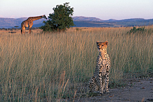 肯尼亚,马塞马拉野生动物保护区,印度豹,猎豹,坐,边缘,高草,热带草原,日落,靠近,进食,长颈鹿