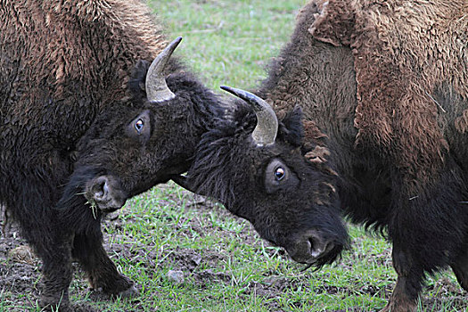 美洲野牛,野牛,黄石国家公园,怀俄明