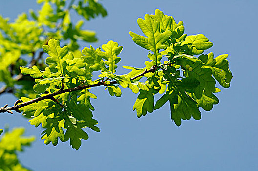 夏栎,栎属,枝条,叶子,荷兰