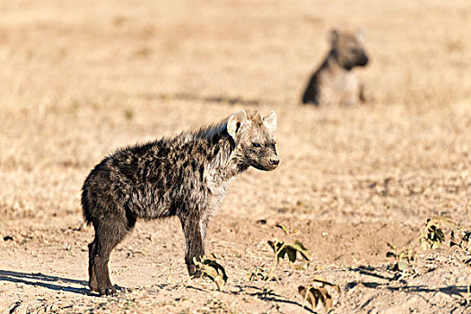 斑鬣狗,小动物,肯尼亚,非洲
