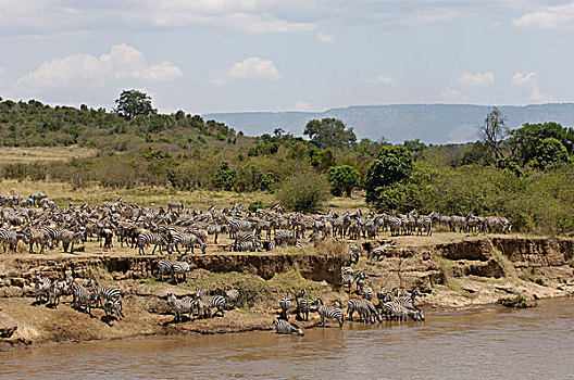 普通,牧群,边缘,河,迁徙,马拉河,马赛马拉,肯尼亚,非洲