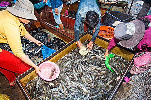 柬埔寨,收获,市场一景,鱼肉,展示