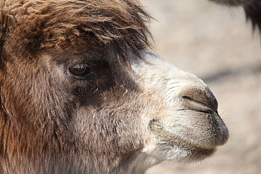 新疆哈密,雪山下的骆驼养殖业