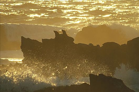 加州海狮,一对,岩石,岸边,罗伯士角州立保护区,加利福尼亚