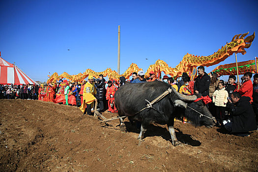 山东省日照市,田间地头闹春牛盼丰收,开启春耕序幕期盼五谷丰登