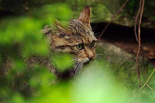 野生猫科动物,斑貓,巴伐利亚森林,巴伐利亚,德国,欧洲