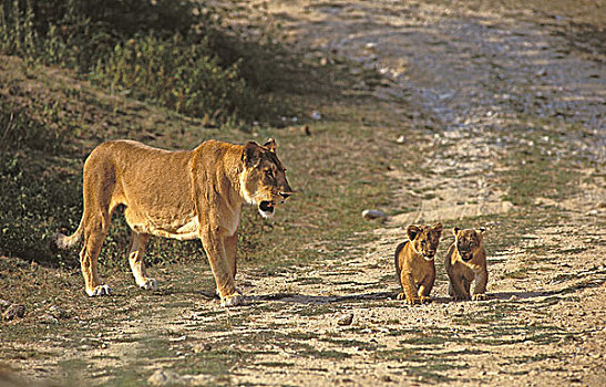非洲狮,狮子,母兽,幼兽,肯尼亚