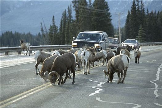 大角羊,牧群,阻挡,交通,舔,盐,公路,落基山脉,北美