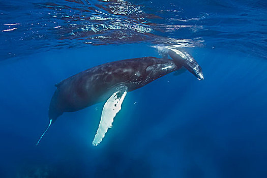 驼背鲸,大翅鲸属,鲸鱼,幼兽,银,堤岸,多米尼加共和国,北美