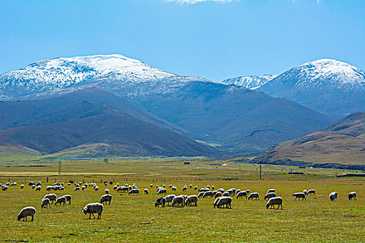 高原雪山草地上上悠闲的羊群