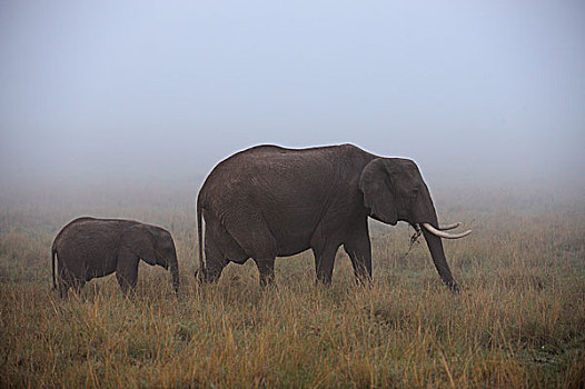 非洲象,公牛,幼兽,进食,雾,马赛马拉,肯尼亚,非洲