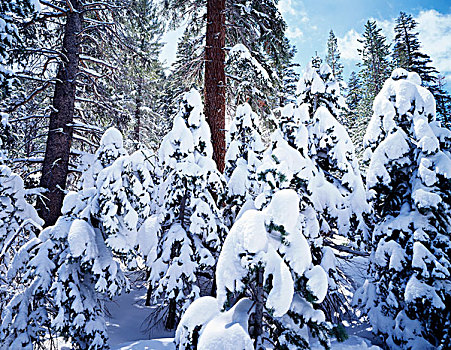 加利福尼亚,内华达山脉,印尤国家森林,积雪,红色,冷杉,树林,大幅,尺寸